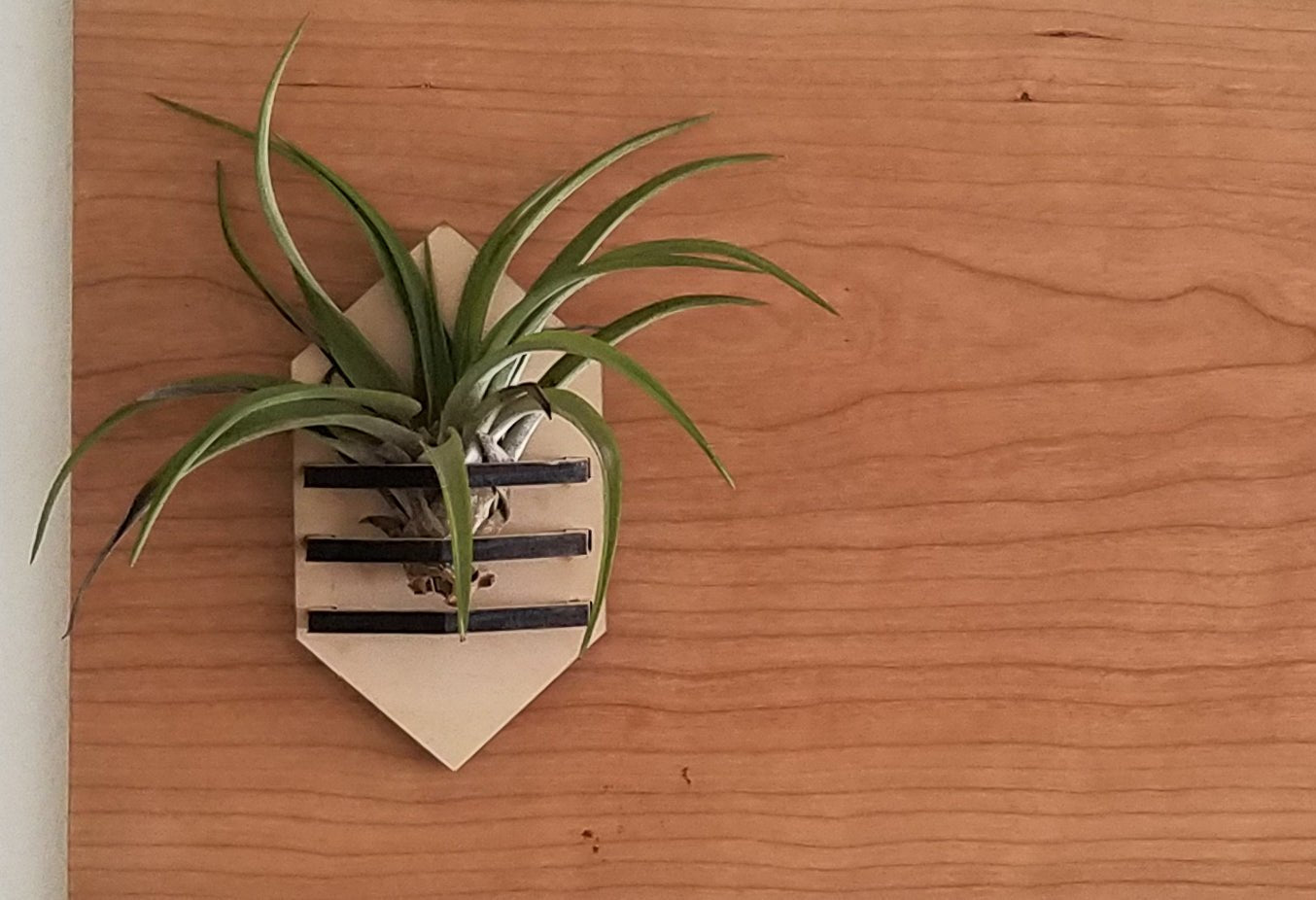 Geometric Air Plant Holder - PRW Made - Home