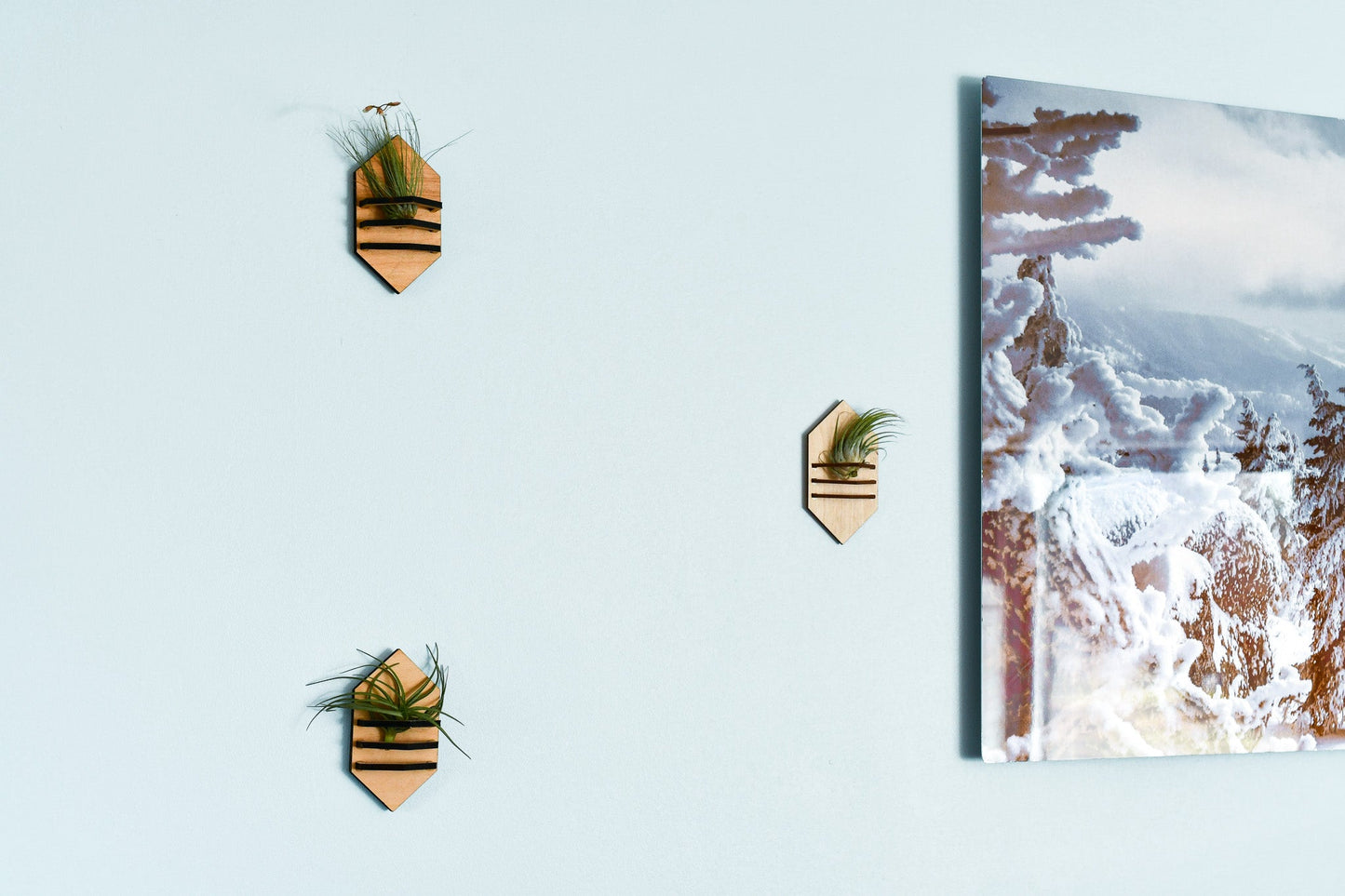 Geometric Air Plant Holder - PRW Made - Home