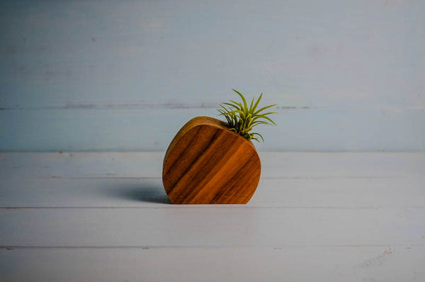 air planter Little Wood Air Plant Holder