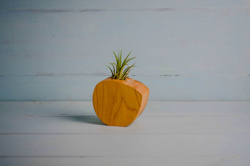 pineapple air plant holder Little Wood Air Plant Holder