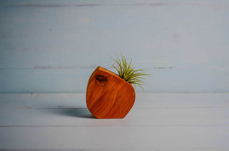 Wooden air plant holder shown with air plant displayed inside, handmade offcut hardwood from PRWMade