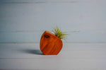 Wooden air plant holder shown with air plant displayed inside, handmade offcut hardwood from PRWMade