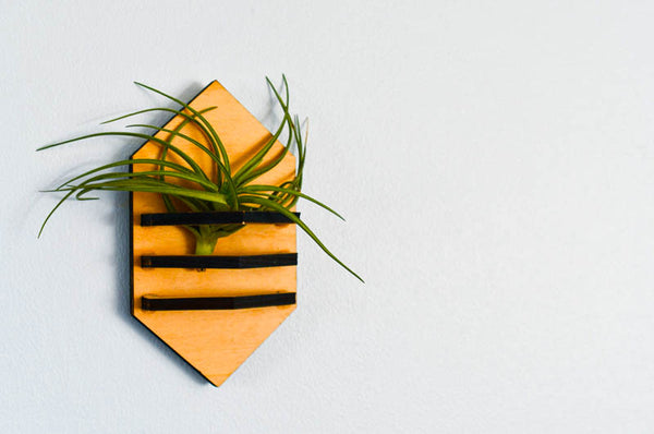 Magnetic Geometric Air Plant Holder – PRWMade