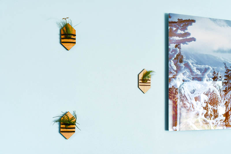 Geometric Air Plant Holder