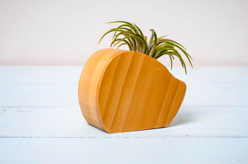 Wooden air plant holder styled on a shelf, minimal natural wood display