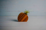 Little wooden air plant holder, 4-inch handmade hardwood vessel for low-maintenance air plants