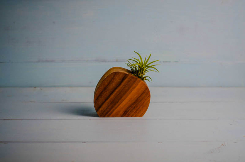 Little wooden air plant holder, 4-inch handmade hardwood vessel for low-maintenance air plants