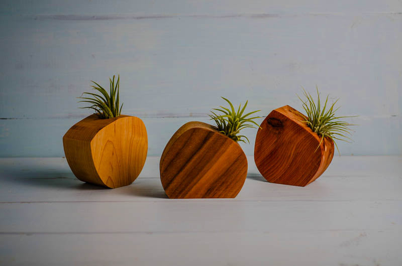 Detail view of handmade wooden air plant holder showing wood grain and food-safe oil finish