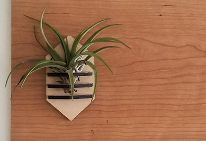 Geometric Air Plant Holder - PRW Made - Home