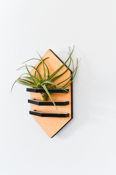Geometric air plant holder laser-cut from Baltic Birch with magnetic base, wall-mountable