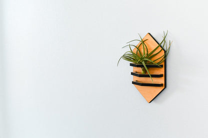 Geometric Air Plant Holder - PRW Made - Home