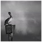Guardian aluminum print detail, high-contrast black and white metallic finish