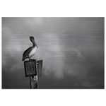 Guardian black and white aluminum print, dramatic photography on brushed aluminum