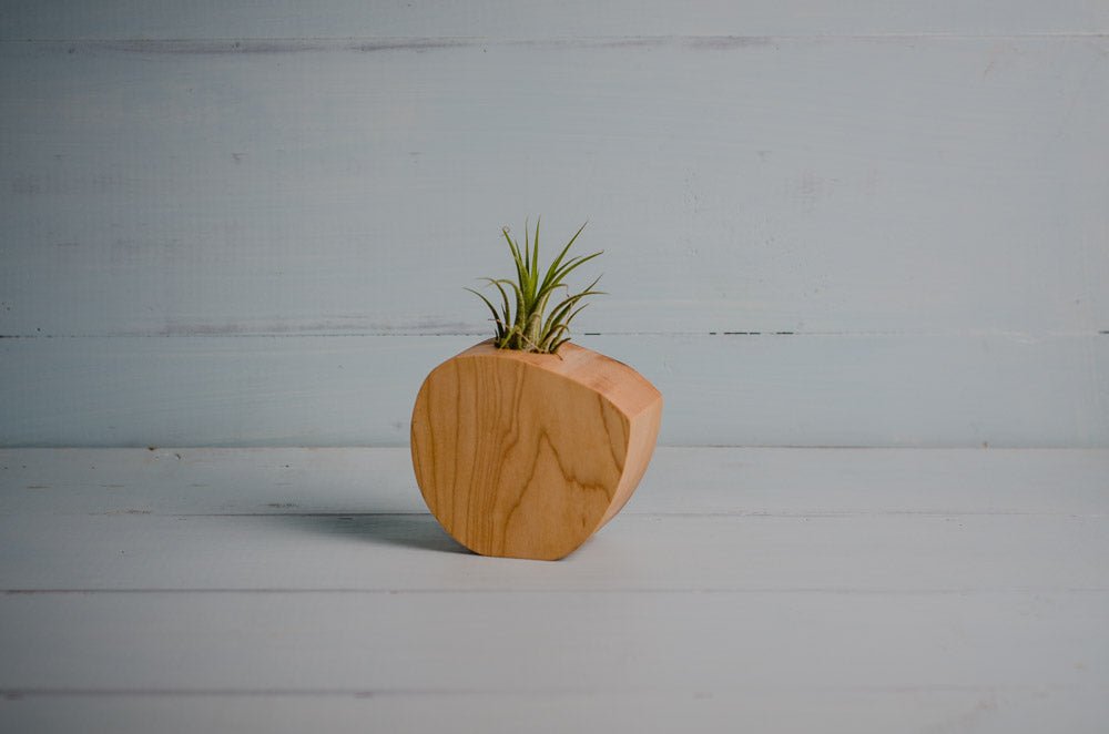 Little Air Plant Holder - PRW Made - Home