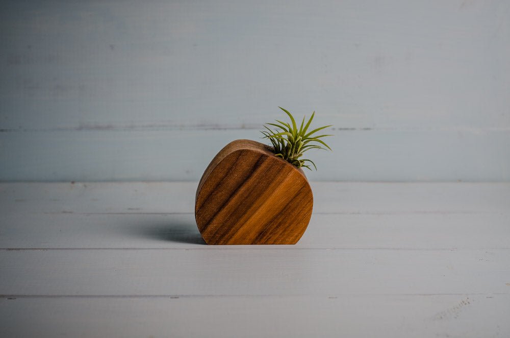 Little Air Plant Holder - PRW Made - Home