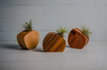 Little air plant holder in Cherry hardwood, handmade from offcut wood, zero-waste design