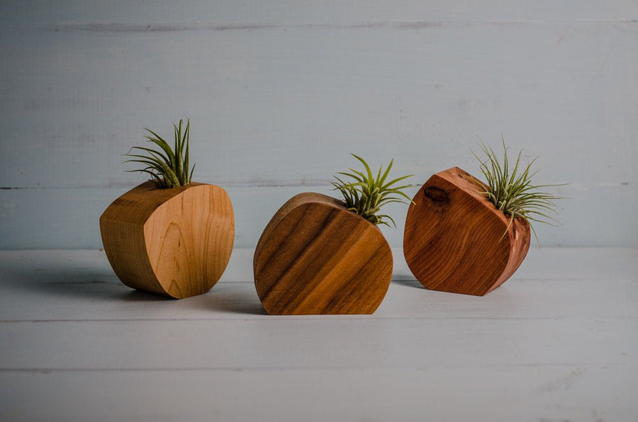Little air plant holder in Cherry hardwood, handmade from offcut wood, zero-waste design
